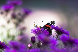Schmetterling